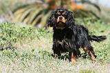 CAVALIER KING CHARLES 164